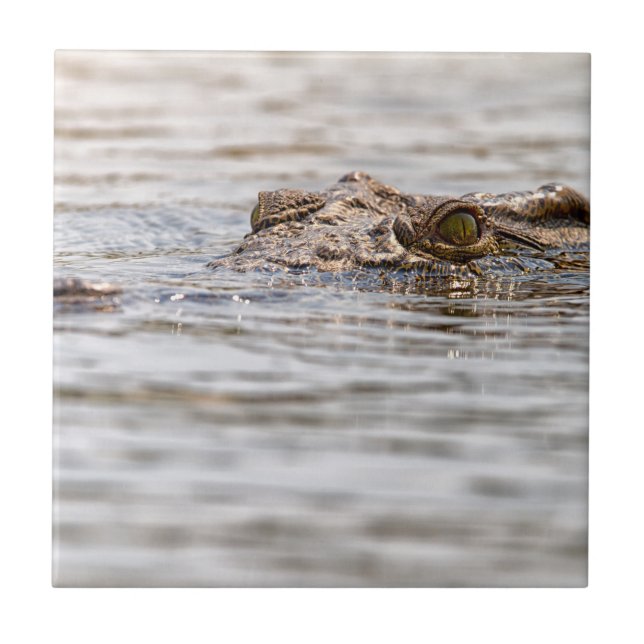 Azulejo De Cerâmica Nile Crocodilo (Frente)