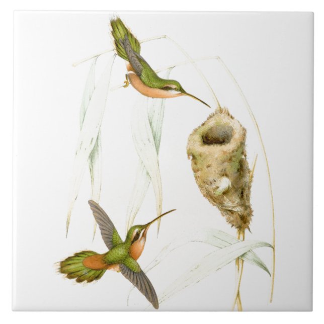 Azulejo De Cerâmica Ninho dos animais dos animais selvagens dos (Frente)