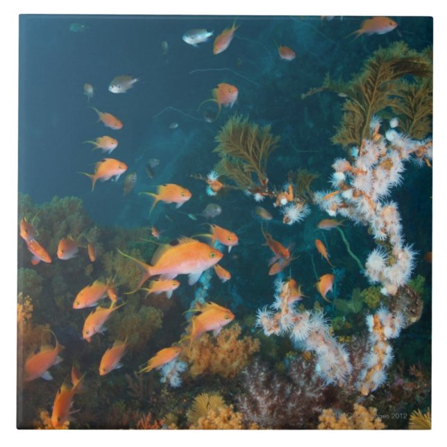 Azulejo De Cerâmica Nishiizumachi, Shizuoka, Japão 2 (Frente)