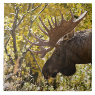 Azulejo De Cerâmica Noble Bull Moose