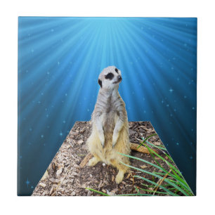 Azulejo De Cerâmica Noite de Meerkat Azul,