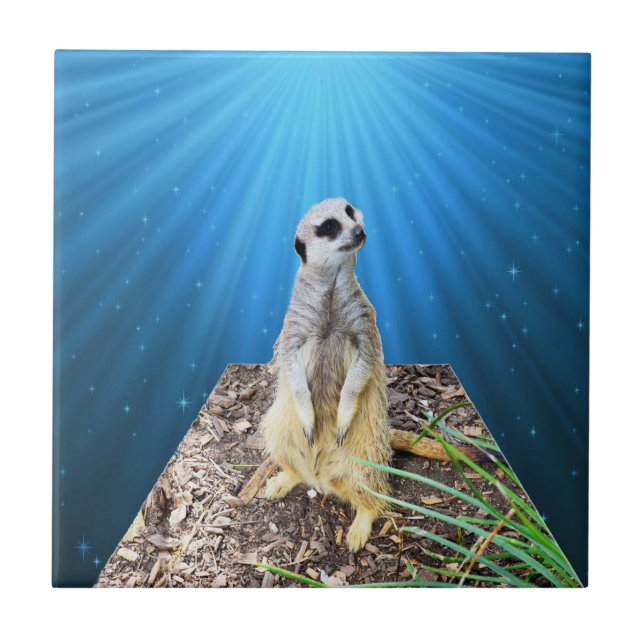 Azulejo De Cerâmica Noite de Meerkat Azul, (Frente)