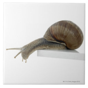 Azulejo De Cerâmica Normalsnail