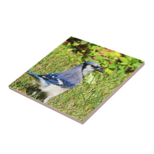 Azulejo De Cerâmica Norte Blue Jay