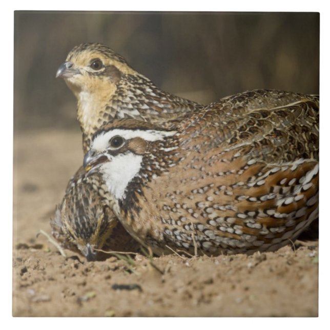 Azulejo De Cerâmica Norte Bobwhite codornizes na lagoa para beber (Frente)