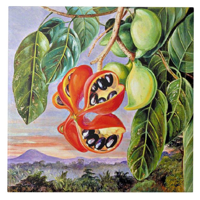 Azulejo De Cerâmica Norte - Folhagem e Fruta Esterculia Parviflora (Frente)