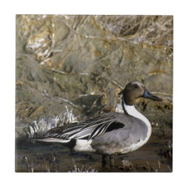 Azulejo De Cerâmica Norte Pintail Duck Amantes