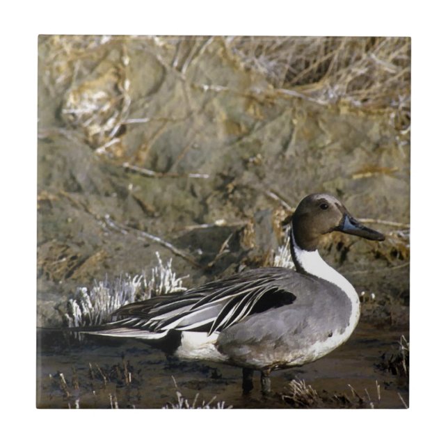 Azulejo De Cerâmica Norte Pintail Duck Amantes (Frente)
