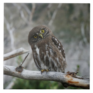 Azulejo De Cerâmica Norte Pygmy Owl
