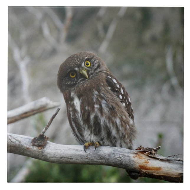 Azulejo De Cerâmica Norte Pygmy Owl (Frente)