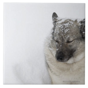 Azulejo De Cerâmica Norueguês Elkhound