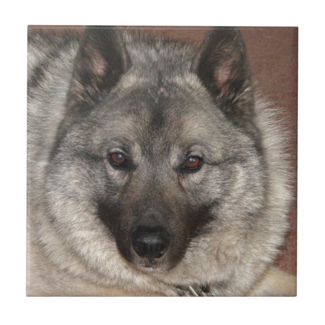 Azulejo De Cerâmica Norueguês Elkhound (Frente)