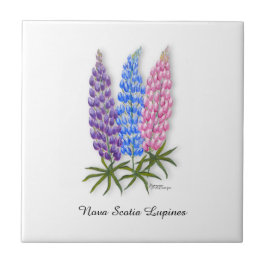 Azulejo De Cerâmica Nova Scotia Lupines