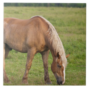 Azulejo De Cerâmica Novo Brunswick, Canadá. Cavalo no campo.