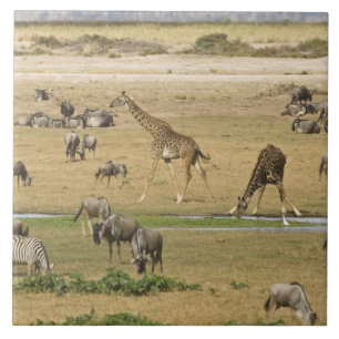 Azulejo De Cerâmica Ñus, Zebras e Girafas