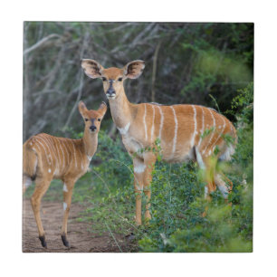 Azulejo De Cerâmica Nyala (Tragelaphus Angazii) com filhote, Ndumo