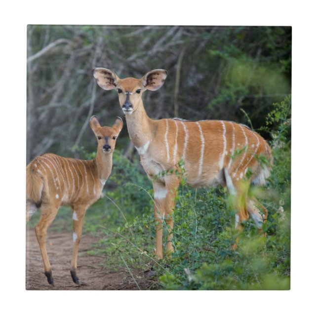 Azulejo De Cerâmica Nyala (Tragelaphus Angazii) Com Jovem, Ndumo (Frente)