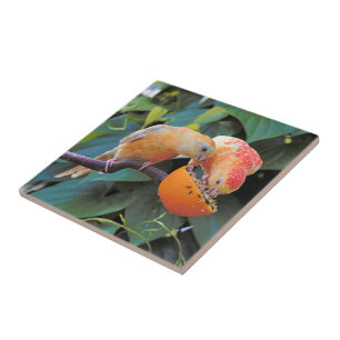 Azulejo De Cerâmica O amor está compartilhando: Parakeets amarelos de