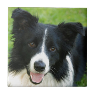 Azulejo De Cerâmica O cão de border collie adiciona o animal de