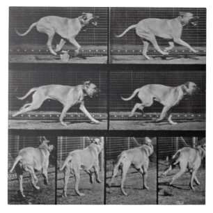 Azulejo De Cerâmica O cão Running, chapeia 707 "da locomoção animal