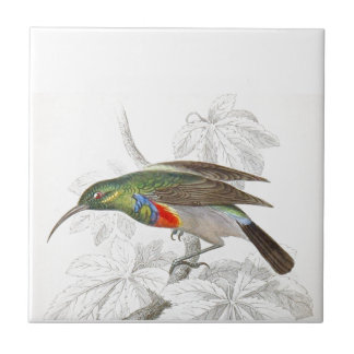 Azulejo De Cerâmica O colibri
