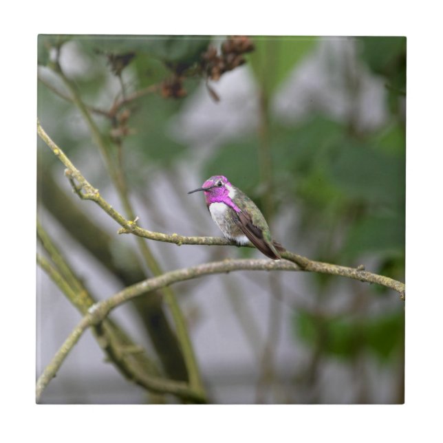 Azulejo De Cerâmica O colibri da costela (Frente)