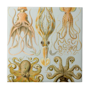 Azulejo De Cerâmica O Gamochonia de Ernst Haeckel