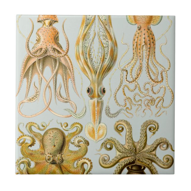 Azulejo De Cerâmica O Gamochonia de Ernst Haeckel (Frente)