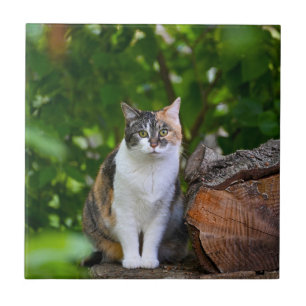 Azulejo De Cerâmica O Gato