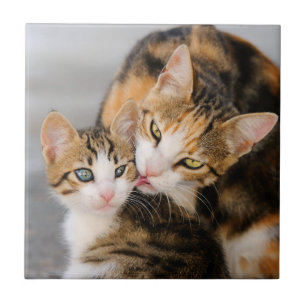 Azulejo De Cerâmica O gato da mãe ama o gatinho bonito, cerâmico