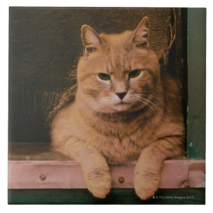 Azulejo De Cerâmica O gato inclina-se no Windowsill