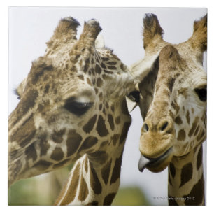 Azulejo De Cerâmica O girafa conhecido é derivado da palavra árabe