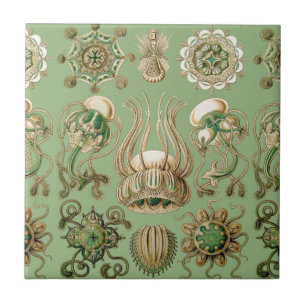 Azulejo De Cerâmica O Narcomedusae de Ernst Haeckel
