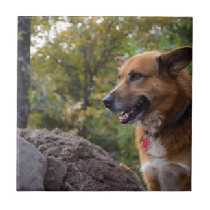Azulejo De Cerâmica O olhar da lealdade