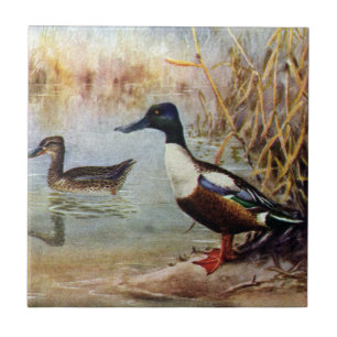 Azulejo De Cerâmica O pato-colhereiro Ducks a ilustração do vintage