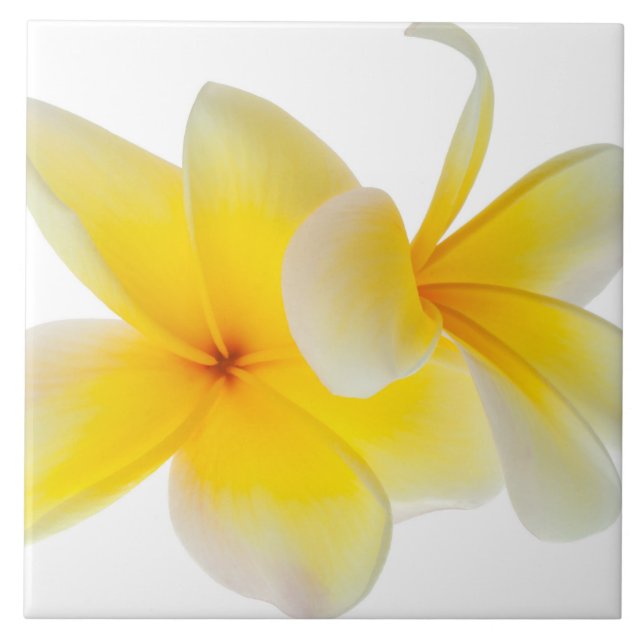 Azulejo De Cerâmica O Plumeria floresce o Frangipani amarelo branco (Frente)