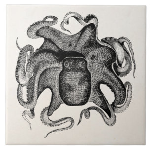 Azulejo De Cerâmica O polvo do vintage gosta de peixes do Cuttle dos