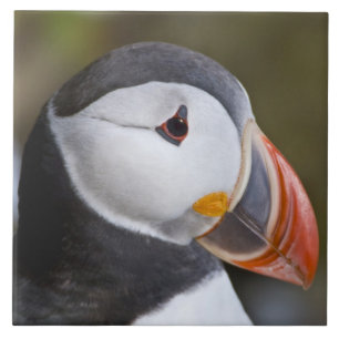 Azulejo De Cerâmica O Puffin Atlântico, um pássaro marinho pelágico