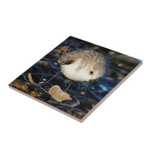 Azulejo De Cerâmica O Sanderling bonito janta em moluscos saborosos