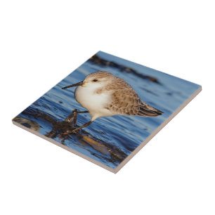 Azulejo De Cerâmica O Sanderling vagueia a costa invernal