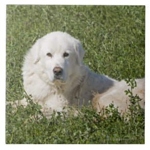 Azulejo De Cerâmica O sheepdog de Maremma no pasto actua como uns