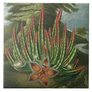 Azulejo De Cerâmica O Stapelia do Larva-Rolamento, gravado por