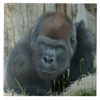 O tempo de frio de Gorilla Lope