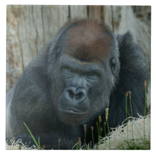 Azulejo De Cerâmica O tempo de frio de Gorilla Lope