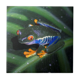 Azulejo De Cerâmica O vermelho Eyes o sapo na folha