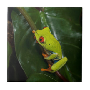 Azulejo De Cerâmica O vermelho Eyes o sapo na haste