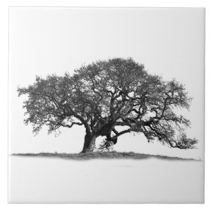 AZULEJO DE CERÂMICA OAK ÁRVORE EM BRANCO