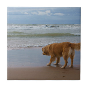 Azulejo De Cerâmica Oceano anunciando do Retriever do pato de Nova