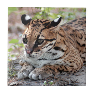 Azulejo De Cerâmica Ocelot 02 9x9