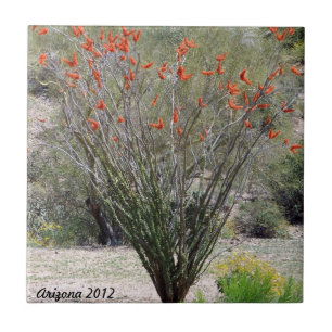 Azulejo De Cerâmica Ocotillo da arizona